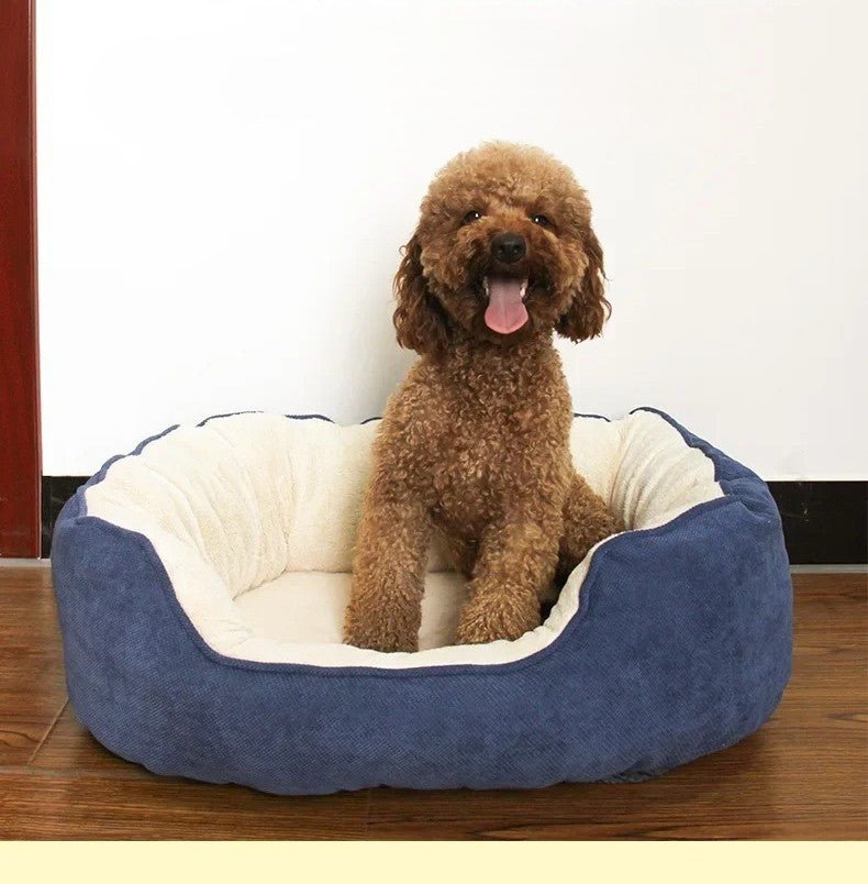 chien marron dans panier chien confort  douillet bleu blanc