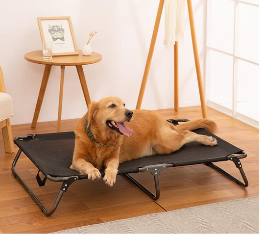chien_pose_sur_grand_lit_de_camp_chien_dans_la_maison