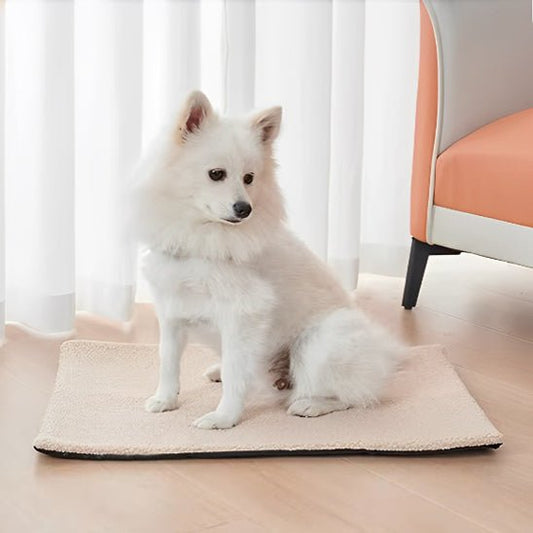 chien pose tapis pour chiens dans salon moderne