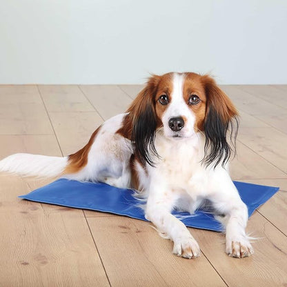 chien profite son tapis rafraichissant chien autorefroidissant