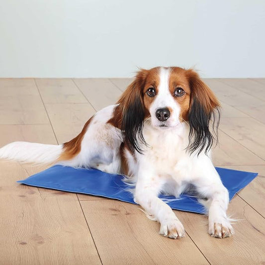 chien profite son tapis rafraichissant chien autorefroidissant