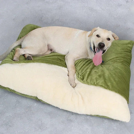 chien sur coussin chien vert