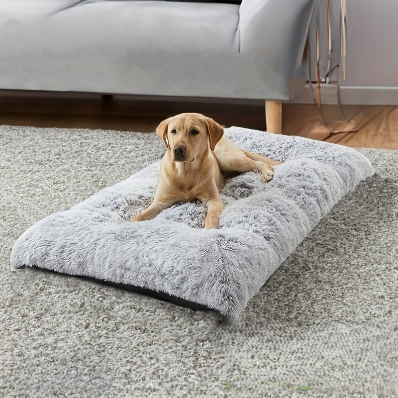 couchage pour chien étaler dans salon sur tapis 