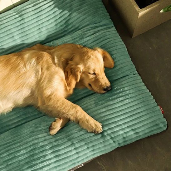 coussin pour chien xxl avec épaisseur confortable  