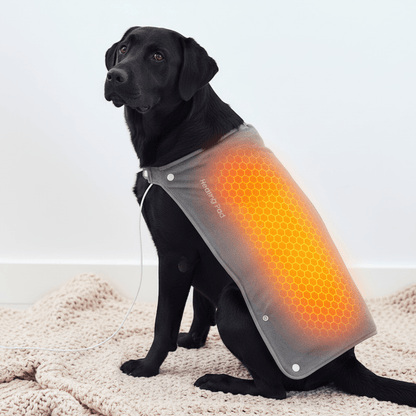 couverture chauffante chien sur le dos de toutou