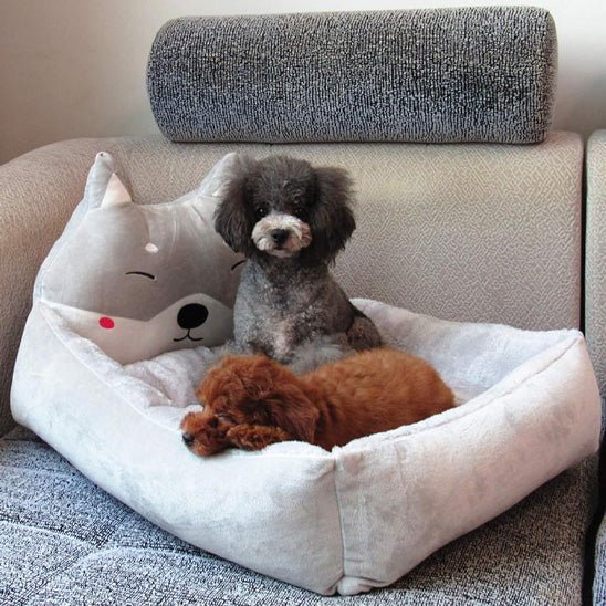 deux petit chiens dans panier  chien