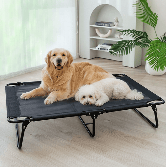 deux toutou assis sur littéralement surélevé chien