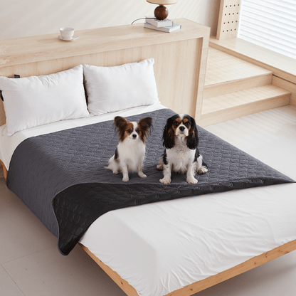 deux toutous sur couverture chien imperméable