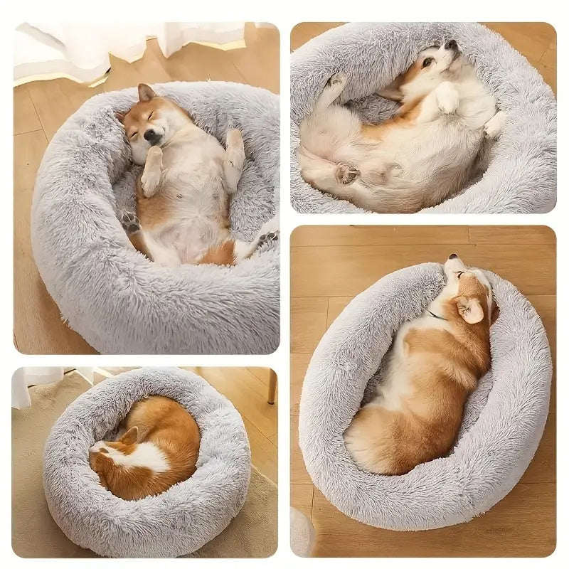 différents positions des toutous dans panier pour chien