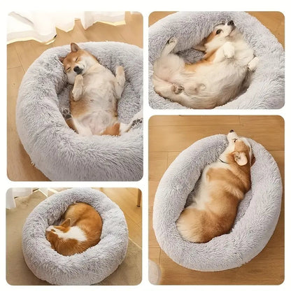 différents positions des toutous dans panier pour chien