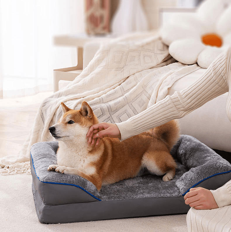 femme caresse son toutou dans canapé lit pour chien grand taille