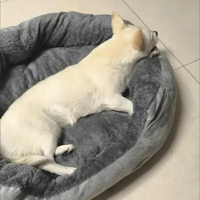 grand chien dans panier chien moelleux douillet