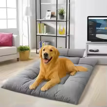 grand toutou assis sur matelas rafraichissant pour chien