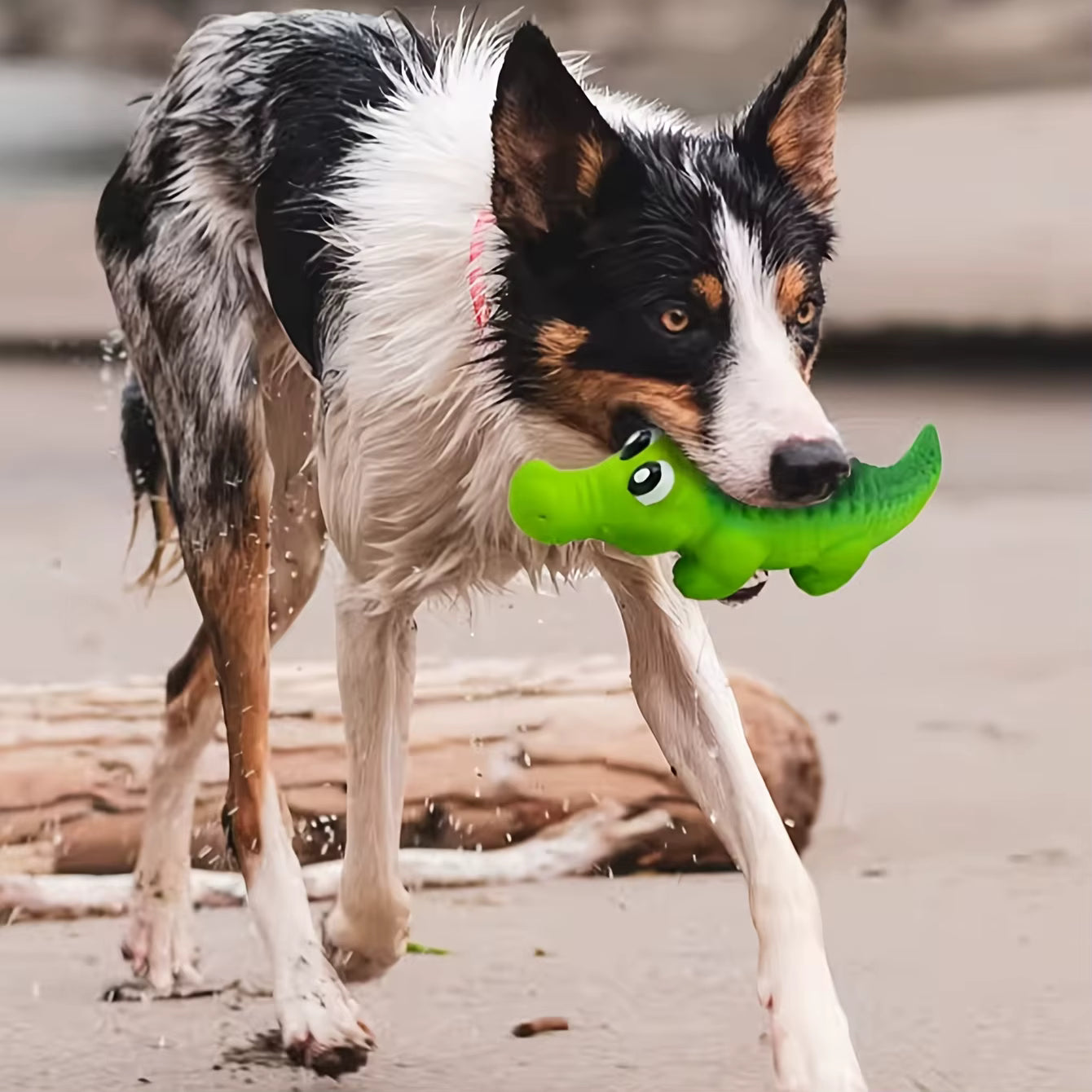 jouets pour chiens dans la bouche de chien de toutou 