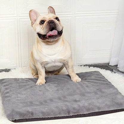 patte de chien sur tapis pour chien 