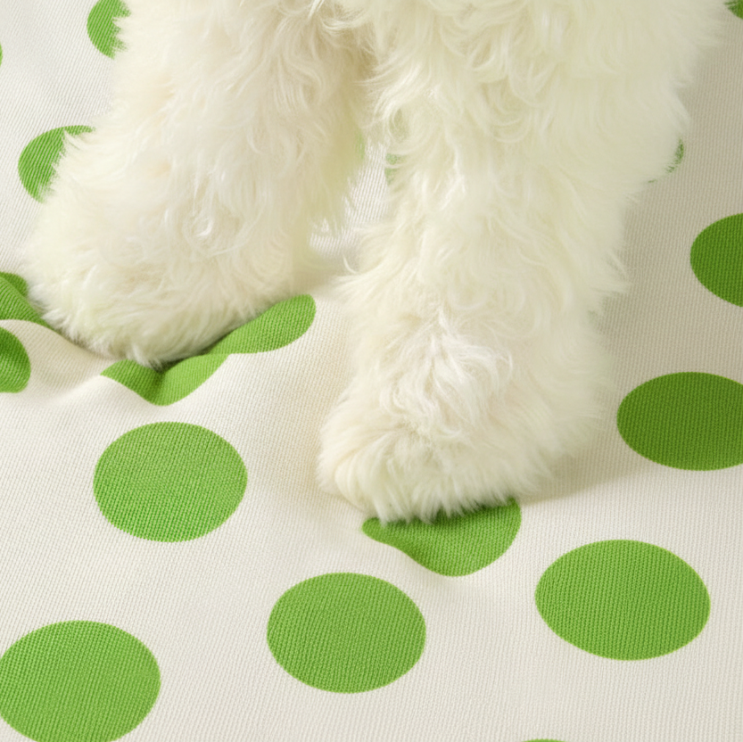 patte de toutou sur canape petit chien