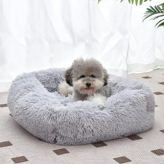 petit chien dans panier pour chien gris