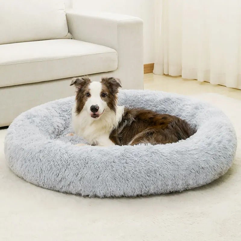 regard chien assis dans lit pour chien bleu ciel