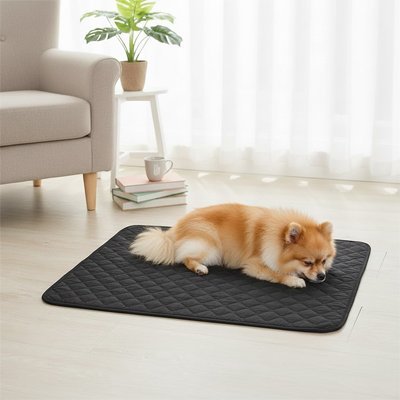toutou allonger sur tapis pour Chien imperméable 