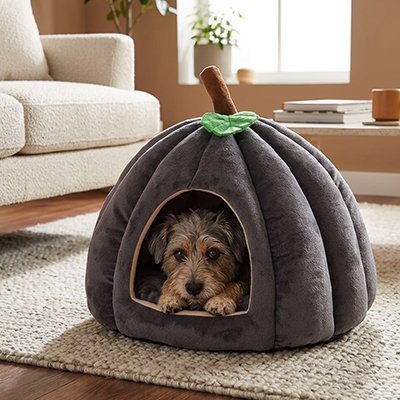 toutou assis dans niche chien intérieur dans salon 