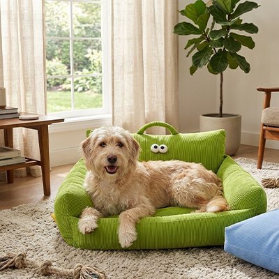 toutou content dans Canapés pour  Chiens 