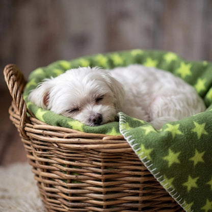 toutou dans coussin sur Couverture chien chaud