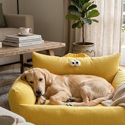 toutou dort dans petit canapé Chien avec rebord surélevé 