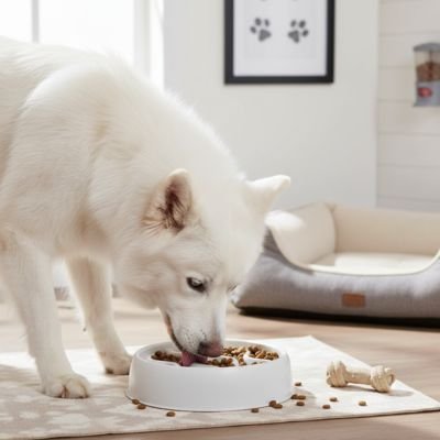 toutou mange de croquette dans Gamelle anti glouton Chien 