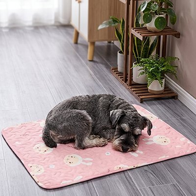 toutou se rafraîchir sur Tapis Chien rafraichissant 