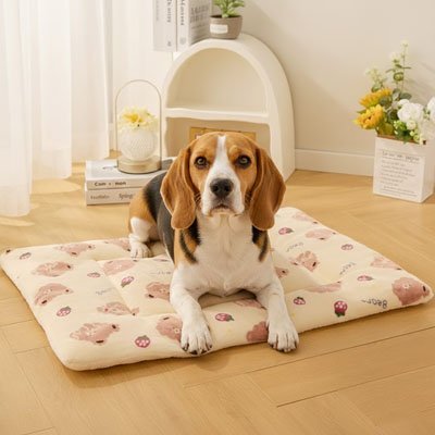 toutou sur tapis pour Chien moelleux polaire