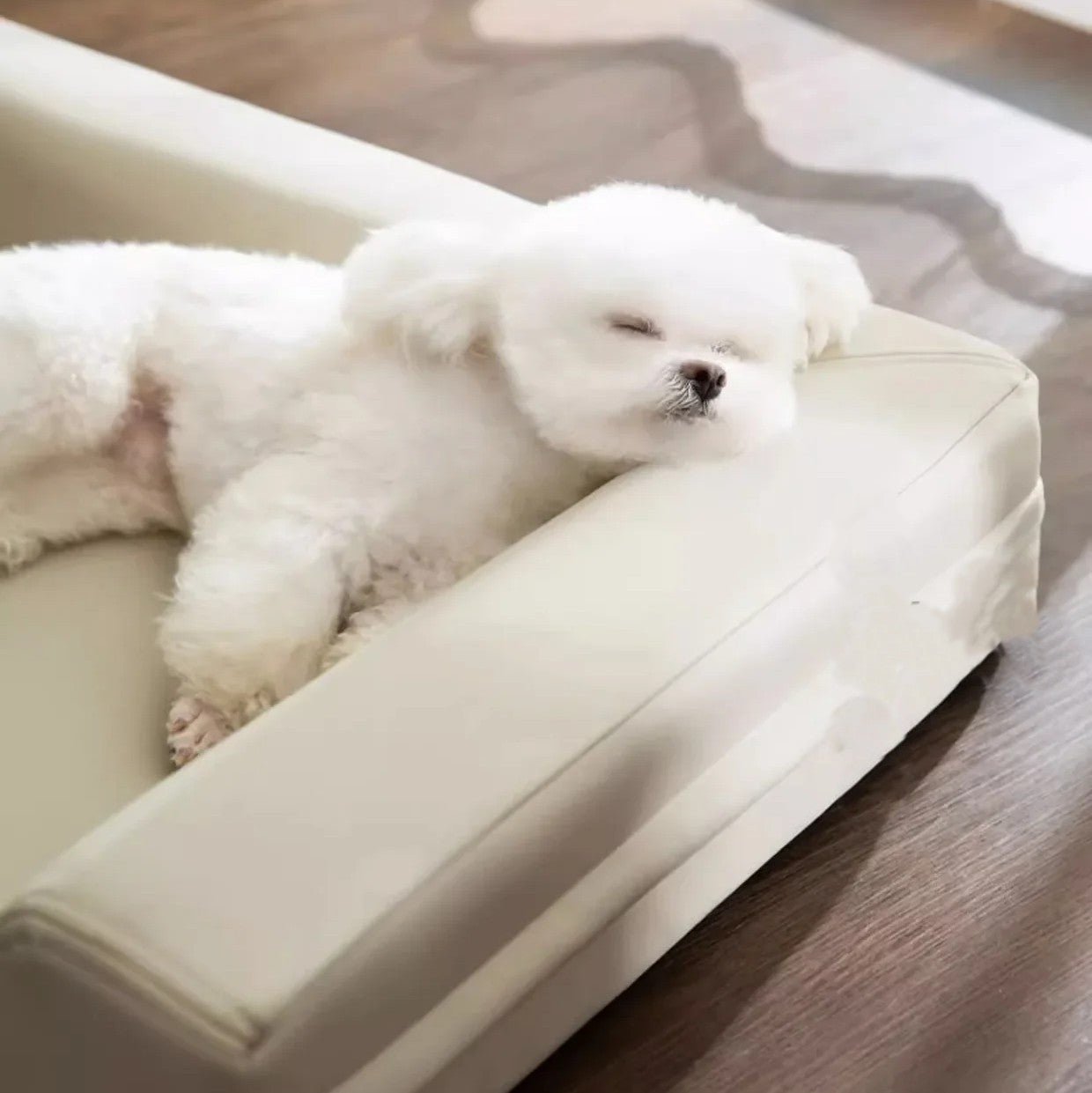 toutou adouci sur accoudoir de matelas orthopédique pour chien
