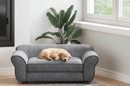 toutou allonger dans canapé chien confortable 