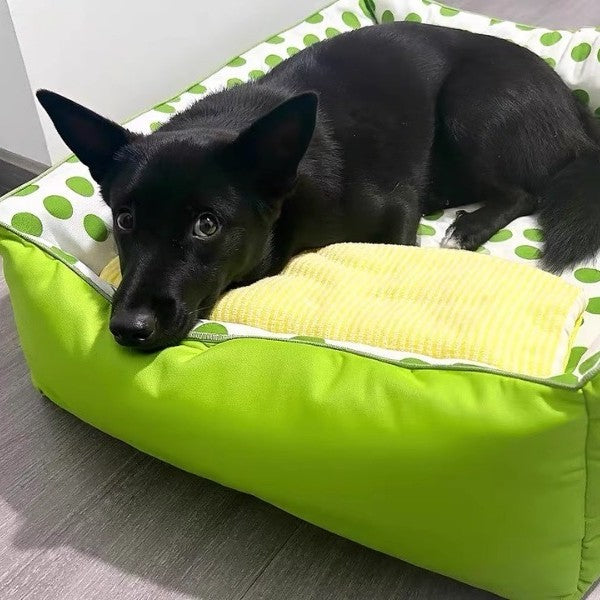 toutou allonger dans canape petit chien vert