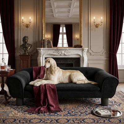 toutou allonger sur canape luxe pour chien en velours de luxe