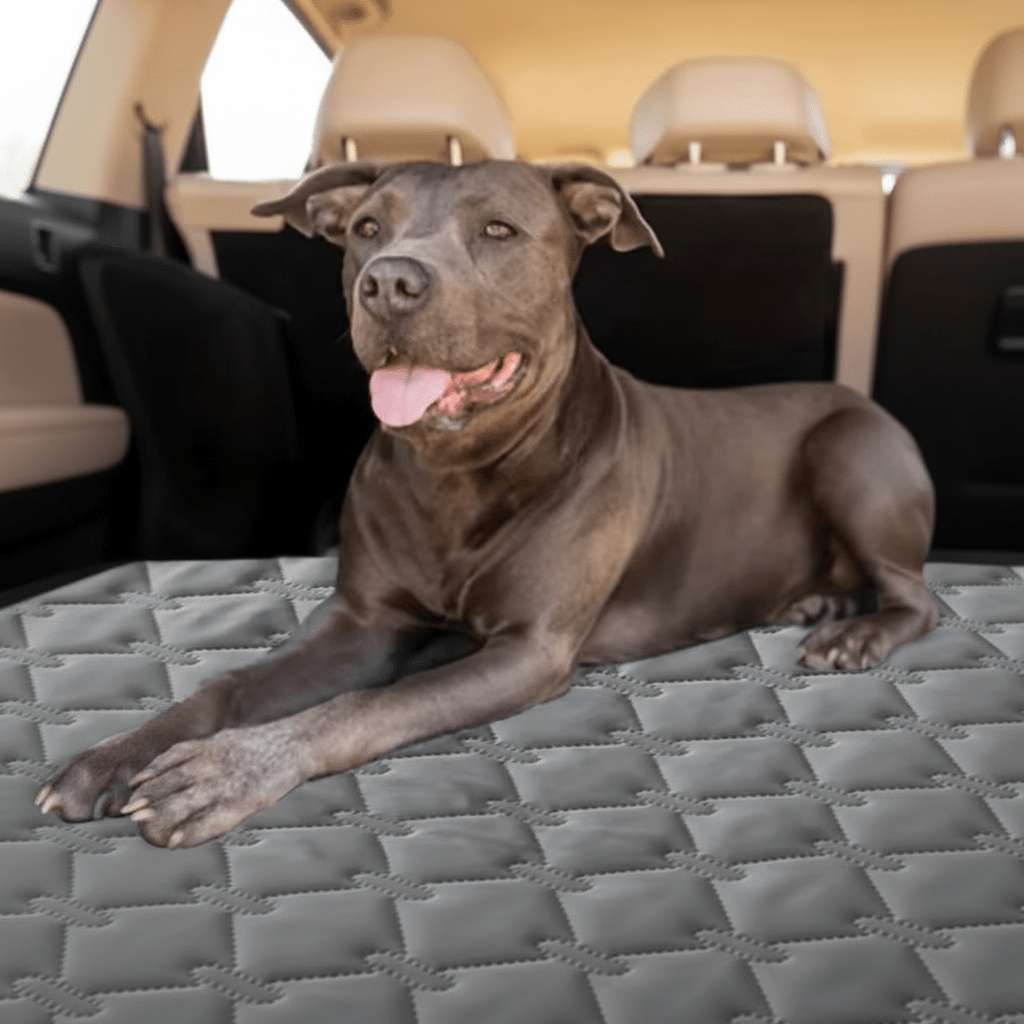 toutou allonger sur couverture  chien imperméable