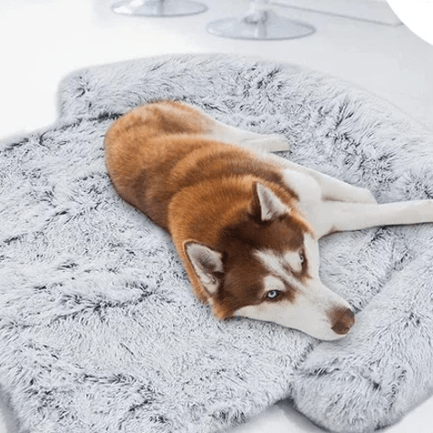 toutou allonger sur tapis canape fausse fourrure