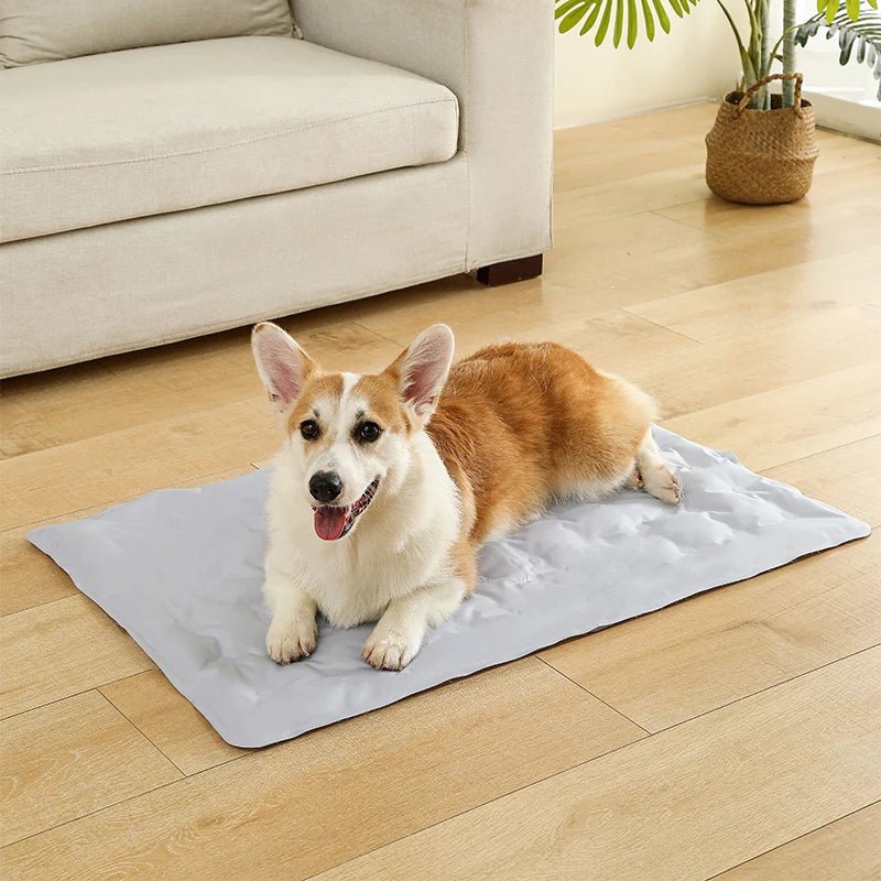 toutou  allonger sur tapis rafraichissant chien gris