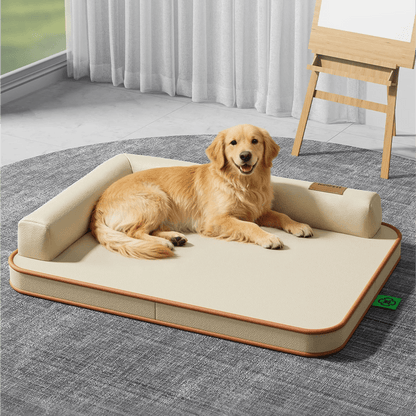 toutou assis dans canapé chien en cuir