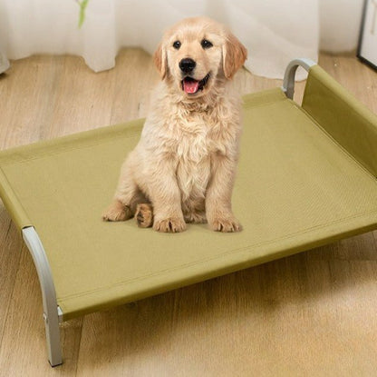 toutou assis sur lit surélevé chien dans la chambre 