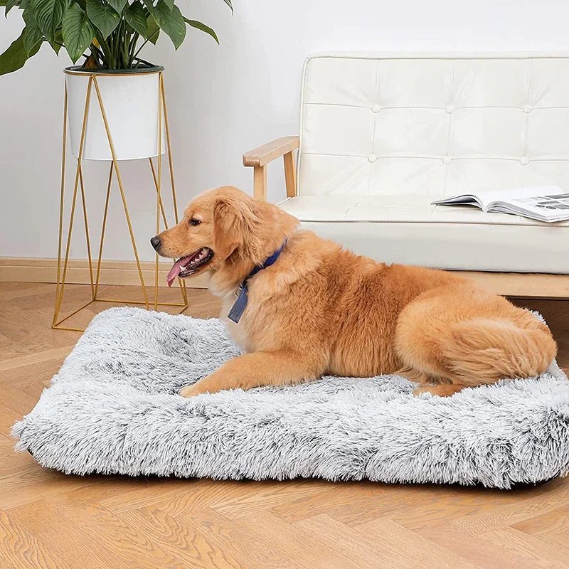toutou assis sur matelas pour chien déhoussable antidérapant