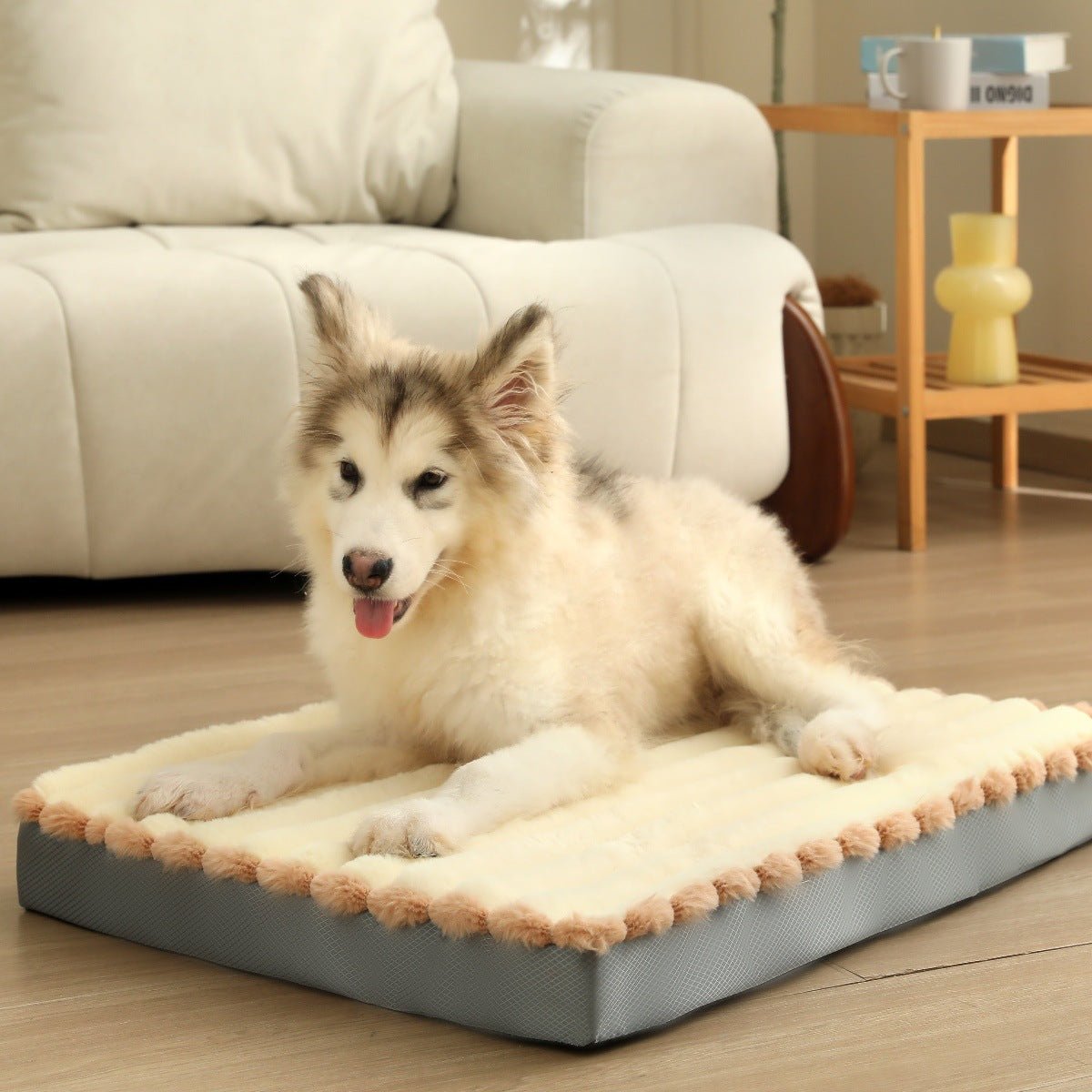 toutou assis sur matelas pour chien à mémoire de forme