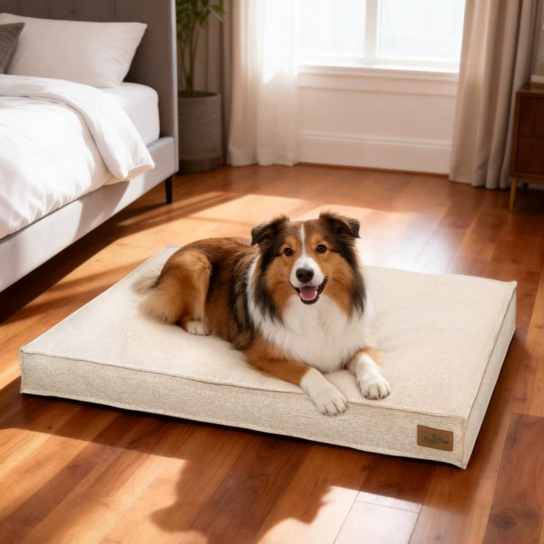 toutou content sur canape pour chien déhoussable