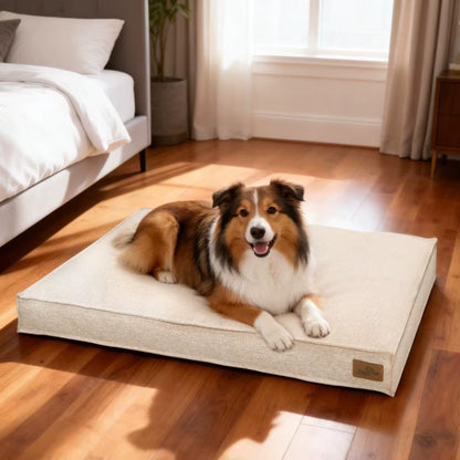 toutou content sur canape pour chien déhoussable