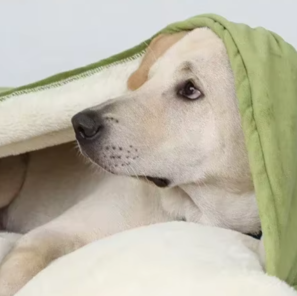 toutou couvert dans coussin chien lavable