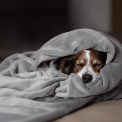 toutou couvert par couverture chauffante pour chien imperméable