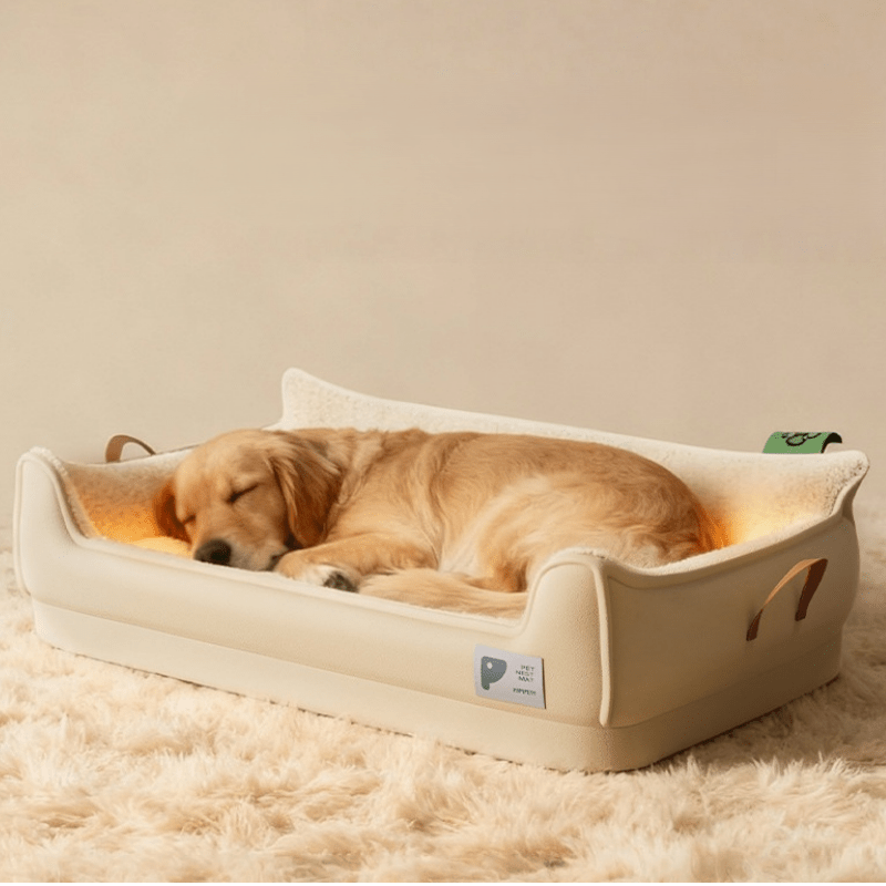toutou détendu dans canapé orthopédique chien beige