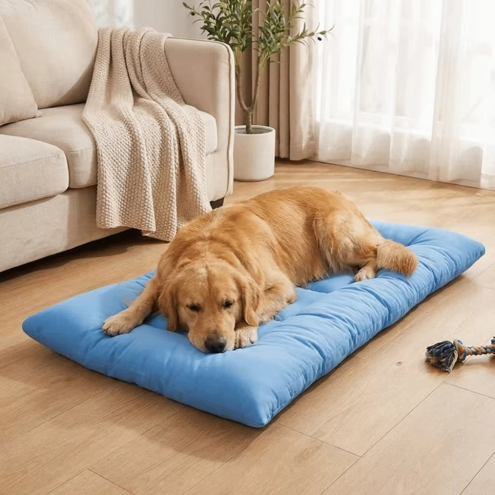 toutou détendu dans coussin pour chien xxl dans la chambre