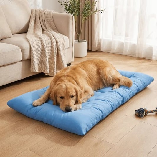 toutou détendu dans coussin pour chien xxl dans la chambre