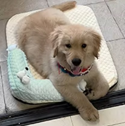 toutou détendu sur tapis orthopédique pour chien lavable