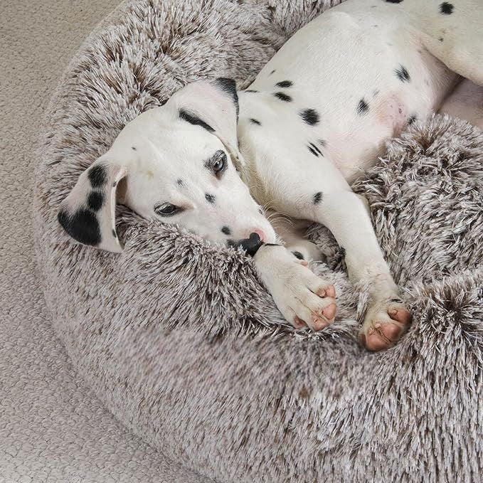 toutou dalmatien allonger dans lit pour chien 